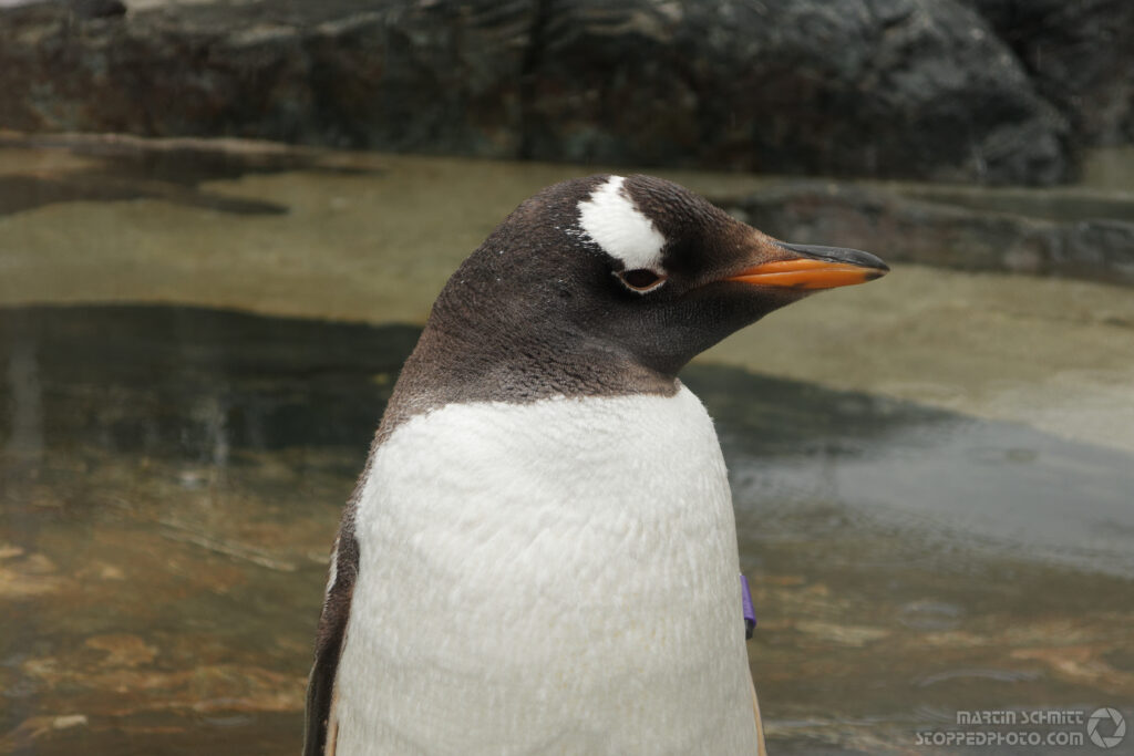 Pinguin mit Diebstahlsicherung